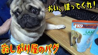 オシッコ失敗して飼い主をガン無視！ でも、やって来る（笑）寂しがり屋のパグ　『おまめ日記』Pug Comedy Videos From Japan