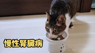 【613日目】慢性腎臓病ミュウちゃん13歳の食事療法とお水飲むPOINT#ねこ#猫#cat#猫の腎臓病 #慢性腎臓病#猫のいる暮らし #保護猫 #腎不全#食事療法