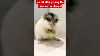 Om-Nom-nom. The hamster eats after the maze