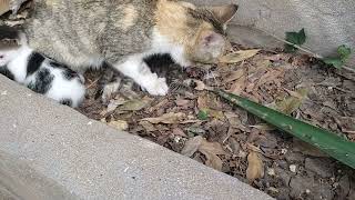 danger cat killed and eat it's kitten 😱😱😱😱