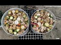 காய்கறி கழிவுகள் உரமாக மாற்றுவது எப்படி❓ how to make kitchen waste compost easley at home compost