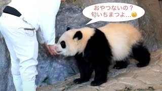 【笹をぜーんぶ落とした🌈こパンダ彩浜と拾ってくれたN飼育員】おやつください Panda cub Saihin getting a snack from the keeper