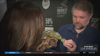 STEAM Series: Herpetologist explains the importance of protecting reptiles