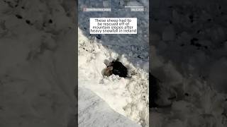 These sheep had to be rescued off mountain slopes after heavy snowfall in Ireland