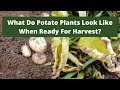 What do potato plants look like when ready for harvest?