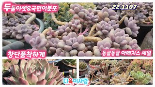 다육이사랑5탄/두둘이분포/국민이분포착하게/창단품/아메치스세일/택배 010 6301 7814