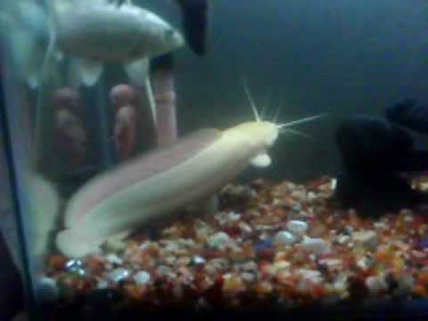 White cat fish.... White cat fish....