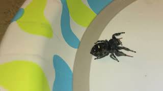 Insanely massive bold jumper (phidippus audax) female