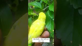 ഇവൾ എന്തോ തിരയുന്നു...  #shorts #viral #pets #trending #youtubeshorts