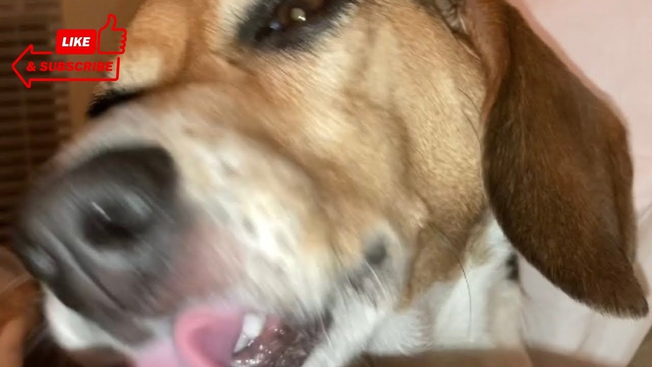 Asmr Dog Licking Calming Youtube