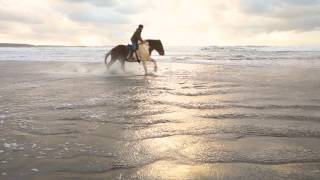 Nolton Stables Beach Riding Pembrokeshire