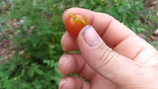 Florida Everglades tomato central Florida garden zone 9b