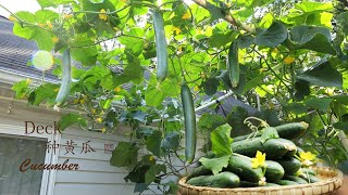 Cucumber planting /Using the Deck space, simple and easy to operate (with CC subtitles)