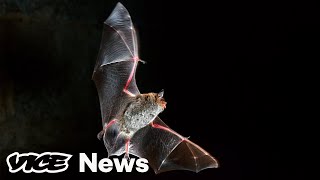 Here’s How Scientists Think Coronavirus Spreads from Bats to Humans