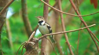 イワミセキレイ（1）木登り（与那国島） - Forest Wagtail - Wild Bird - 野鳥 動画図鑑