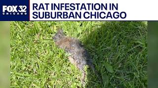 Bensenville neighbors demand action over growing rat problem