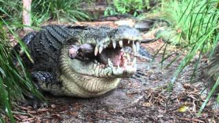 Saltwater Crocodile eating a pigs head