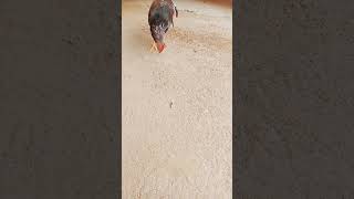 #funny_chicken #kozhi_koothugal @joshmadhumitha