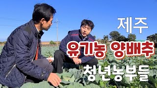 제주 유기농 양배추 청년농부들 보타리 친환경 농업학교