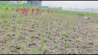 গ্রামের দৃশ্য|শীতের সকাল|শীত | গ্রাম | প্রাকৃতিক সৌন্দর্য | গ্রামীণ জীবন