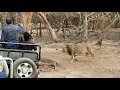 The Lion King |Gir National Park |Sasangir |Gujarat #SasanGir #JungleTrailSafari #GujaratLions #Lion
