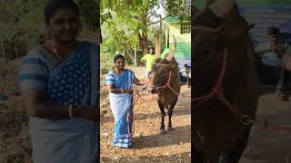 சேலம் கருக்கல்வாடி எருதாட்டம் ஒரு சின்ன வீடியோ friends 🐂#eruthattam #jallikattu #ytshorts