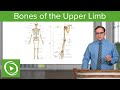 Bones of the Upper Limb – Anatomy | Lecturio