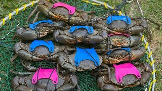 BEGINNERS GUIDE TO MUDCRABBING | HOW TO CATCH MUD CRABS | HOW TO SETUP CRAB POT |  CATCH AND COOK