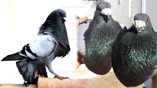 Amazing! Spanish Pouter Pigeon GORGUERO Loft - Farm.