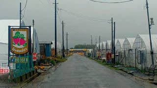 【永久保存版】ありがとう255系のある風景‼️特急しおさい銚子行 山武路の惜別のイチゴとハウスと特急列車 山武市 総武本線 JR東日本 千葉県