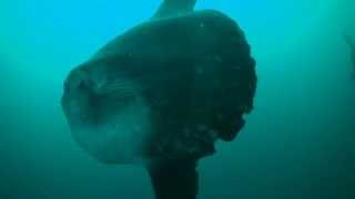 大瀬崎マンボウ狙い Mola mola 2011