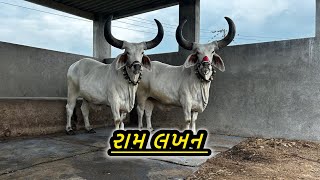 જવાર ની ધિનિ ને રામ લખન પગમાં દુખે છે