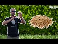 Know Your Seeds: Microgreen Seeds vs Regular Seeds