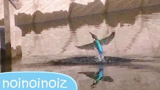 【カワセミ】 飛び込み観察動画　水浴び羽づくろい Common kingfisher japan