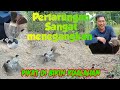 Lawan super ganas ll pertarungan pikat Cengkram @Jejak Master Pikat