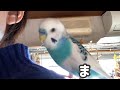 朝から自由気ままに過ごす放し飼いのインコたち♪ ´θ｀