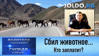 Сбил животное - кто заплатит? Водитель или хозяин животного?