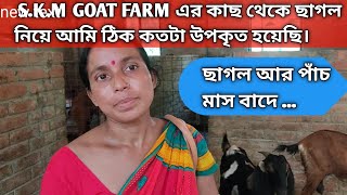 S.K.M GOAT FARM এর কাছ থেকে ছাগল নেওয়ার ৫ মাস পরে কেমন আছে আমার ছাগল গুলো??