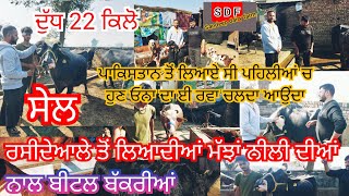 17 -1-2023 ਫੋਨ 70092-37814 ਆਓ ਦੇਖੋ ਰਸੀਦੇਵਾਲਿਆ ਦੀਆਂ ਮੱਝਾਂ ਨਾਲ ਪੰਜ ਕਿਲੋ ਆਲੀ ਬੀਟਲ ਬੱਕਰੀ #foryoupage