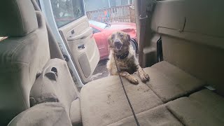 We Do Not Want To Coddle Our Dogs: Murphy Getting Up In The Vehicle