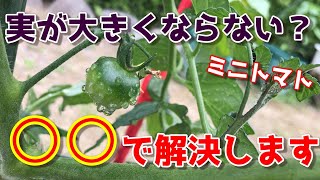 【ミニトマト】プランター栽培で大きな実がならない方必見！必ずこれやって下さい。【家庭菜園】