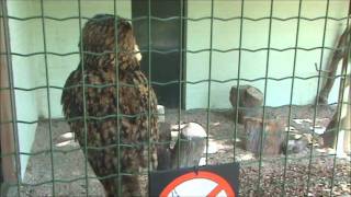 Eaurasian Eagle-owl close-up  -- 't Zwin (Oehoe)