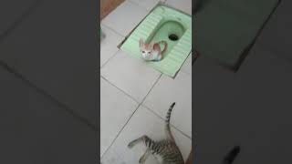 Koi Billi 😻😻😻😼😼😼😺😺😽 bath room jake toilet karte hai please please one ☝☝like.