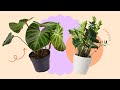 8 Best Indoor Plants To Start Your Plantita Journey