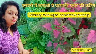 फरवरी में लगाओ ये परमानेंट प्लांट की कटिंग/ Feburary me lgao ye permanent plants ki cuttings