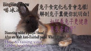 兔食完化毛膏怎樣?解剖兔屎你就明!預防毛球症!Dissecting rabbit’s poops! Hairball paste prevent hairball! BingBing Meow 喵冰冰