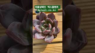 퍼플샴페인 #다육식물 #다육이 #succulent