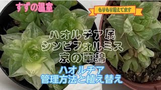 No.18【多肉植物】シンビフォルミス、京の華錦\