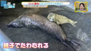 【誕生】ゴマフアザラシの赤ちゃん　上越市立水族博物館うみがたり　《新潟》