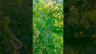 Chittu kuruviyin veedu 🐦1st day🤗#shorts #kuruvikoodu #nature🌿 #photographylovers 💫